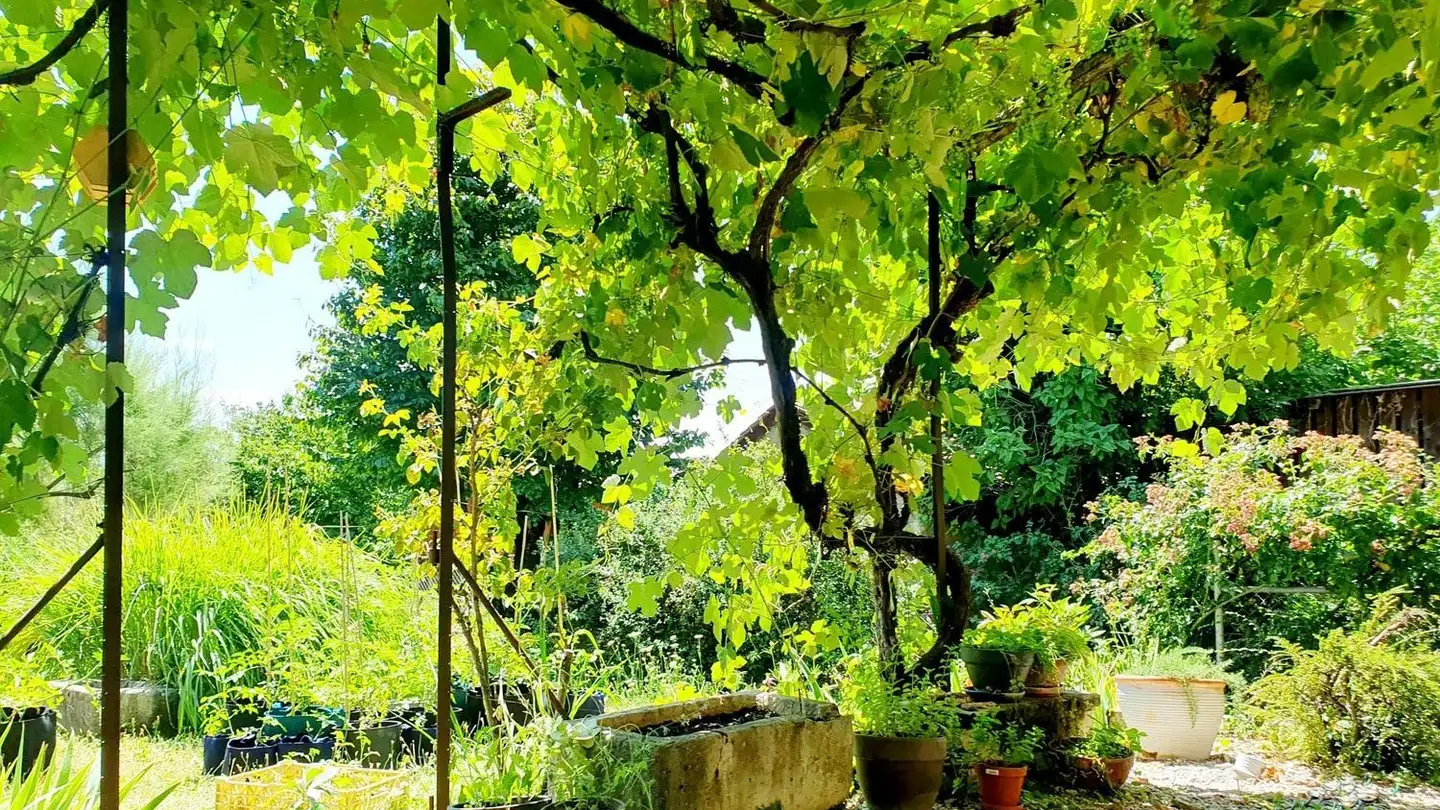 Row house for rent - 1270 Trélex - Photo 2