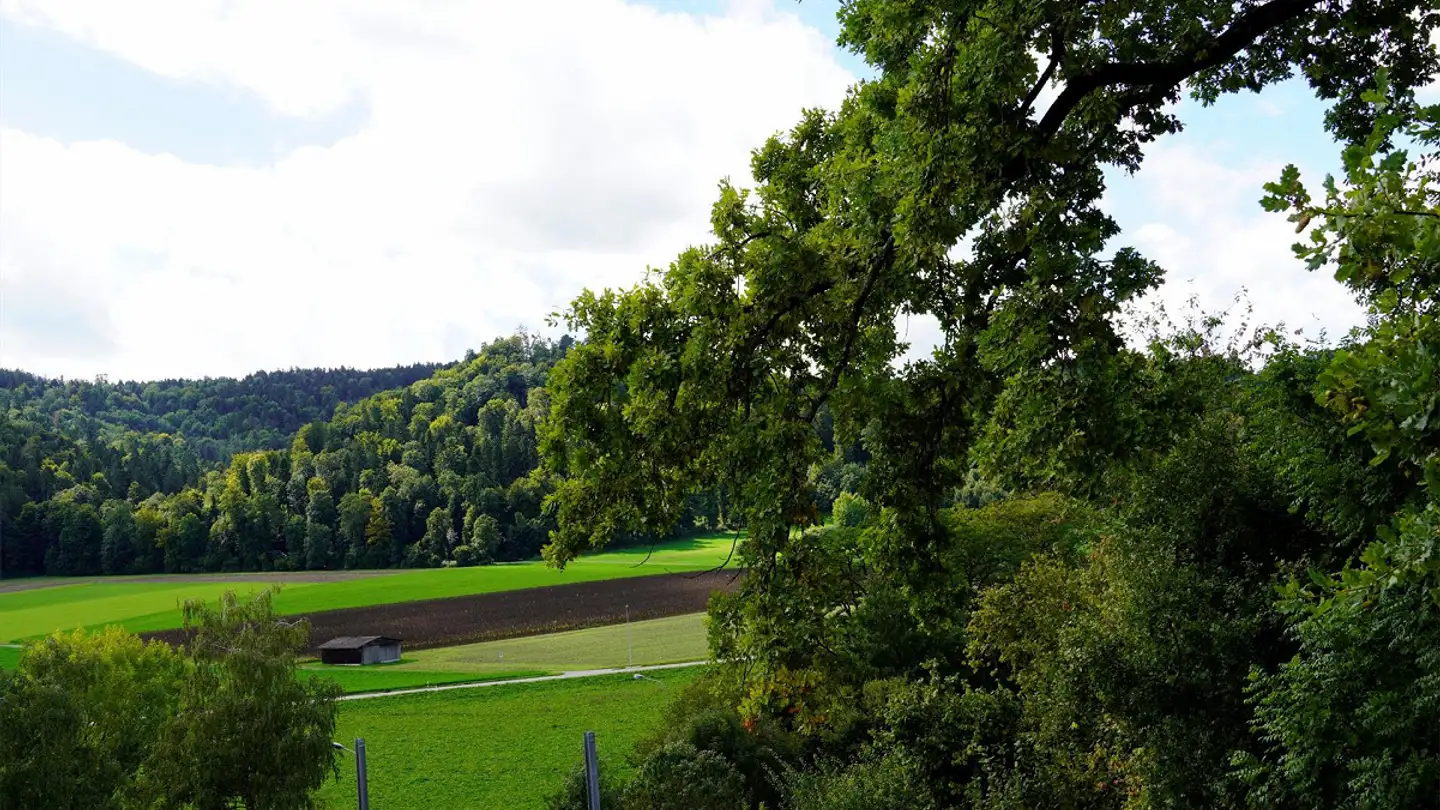 Appartamento in affitto - Äntenschnabel 21, 8353 Elgg - Foto 2