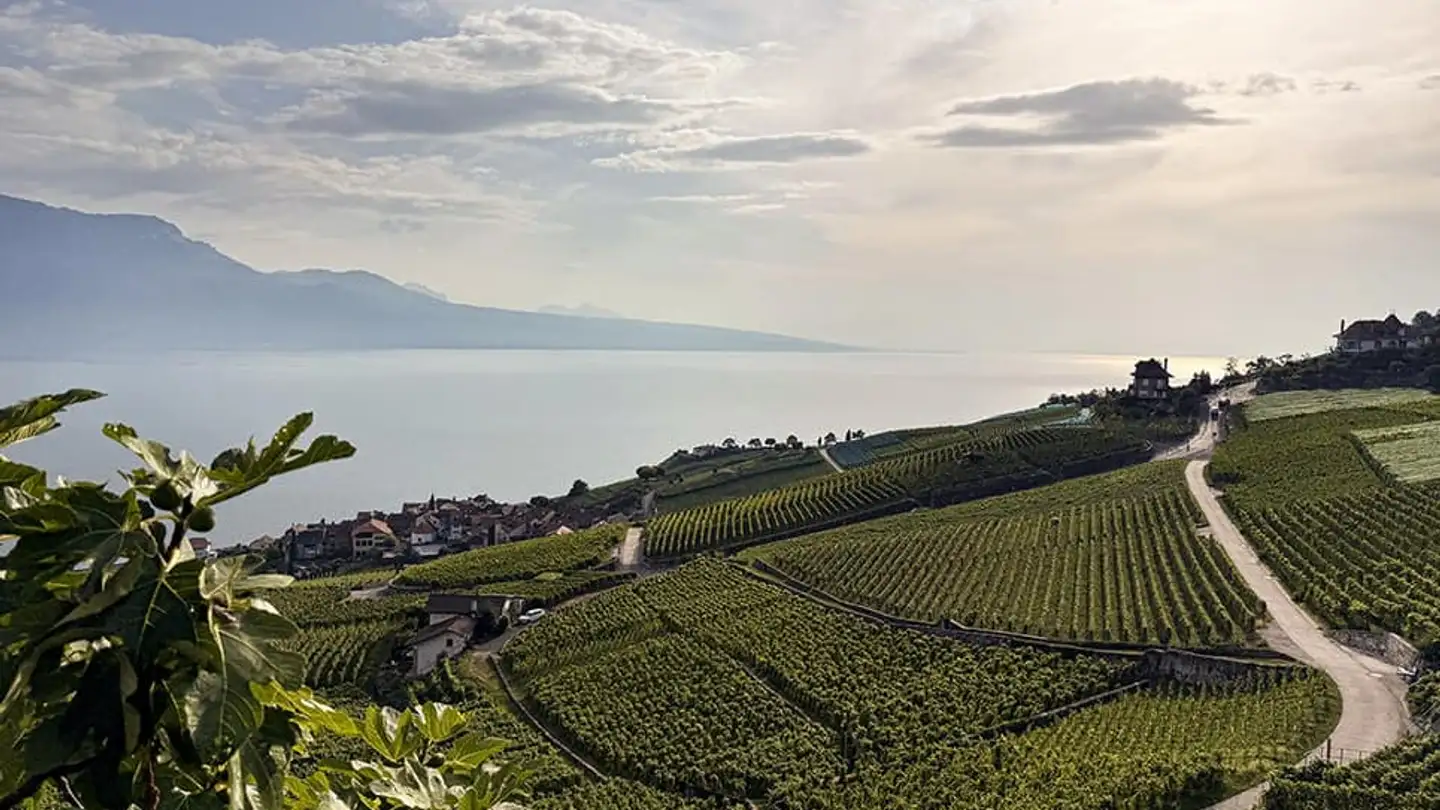 Wohnung kaufen - 1071 Chexbres