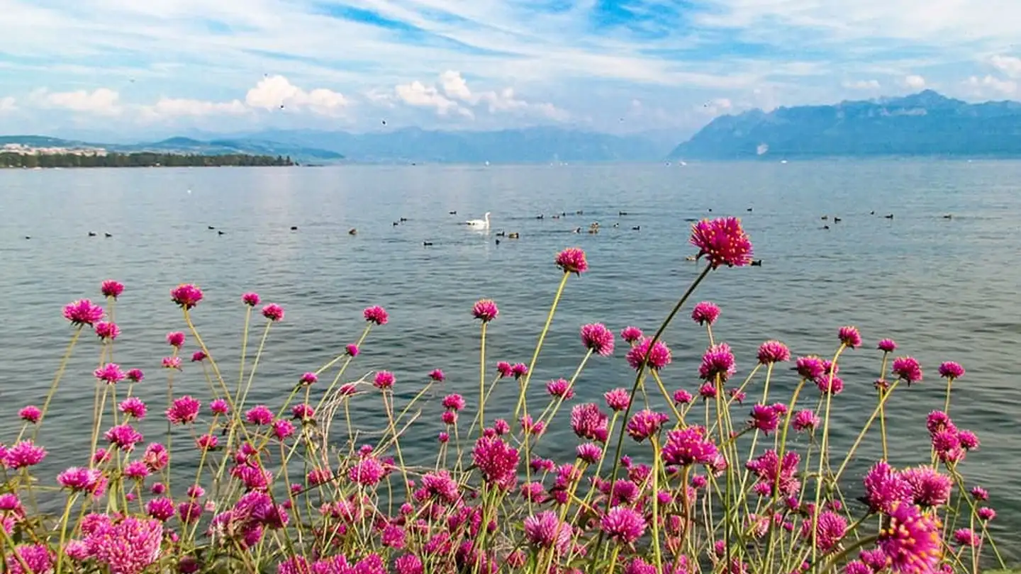 Wohnung kaufen - 1110 Morges