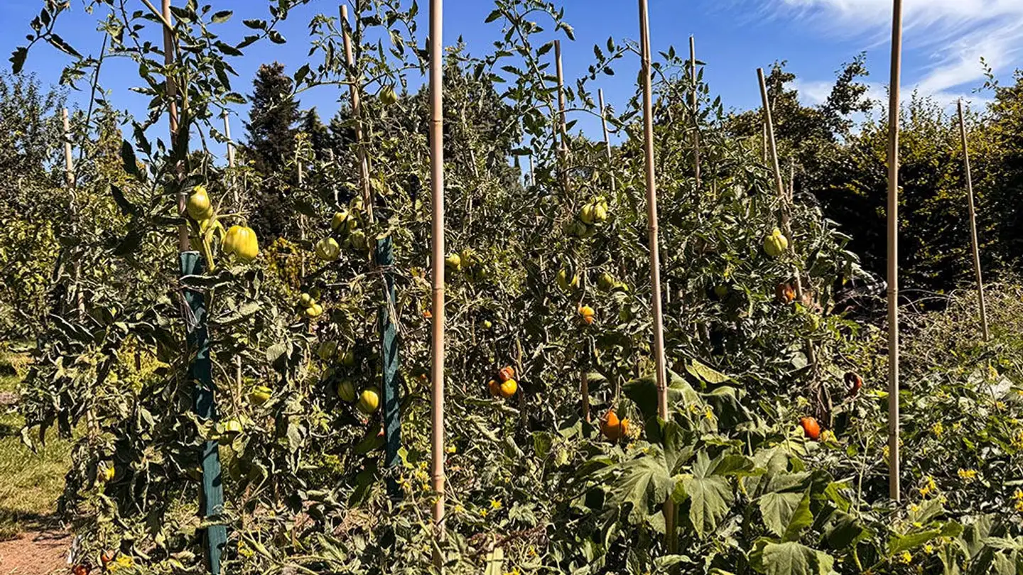 Villa kaufen - 1052 Le Mont-sur-Lausanne - Foto 2