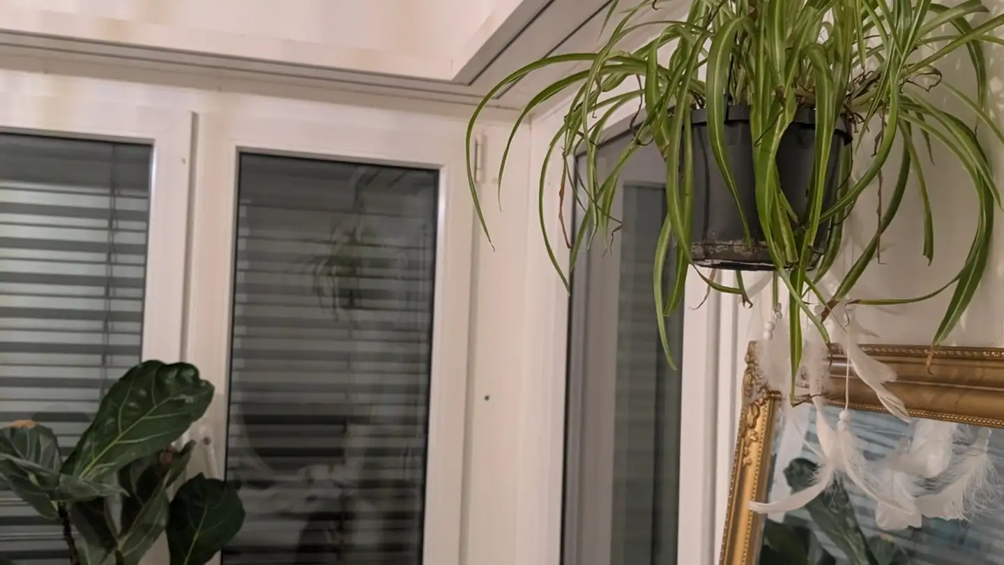 Appartement à louer - 8107 Buchs ZH - Photo 2