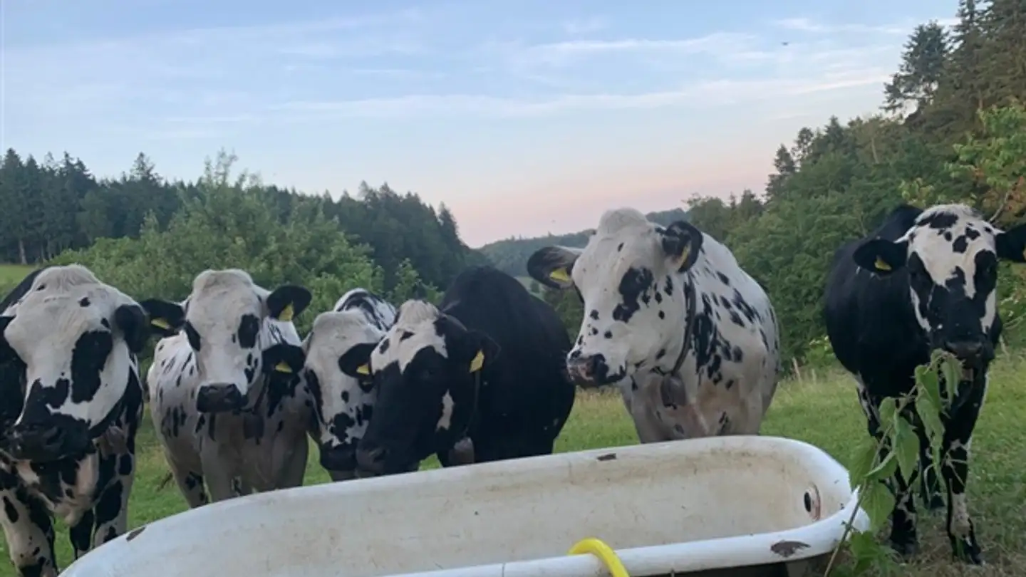 Appartamento in affitto - 6260 Reiden - Photo 2