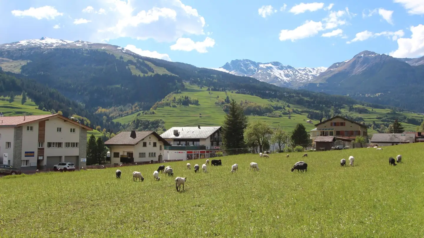 Terrain constructible à vendre - 7460 Savognin