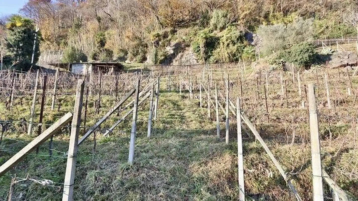 Terreno edificabile in vendita - 6514 Sementina - Foto 3