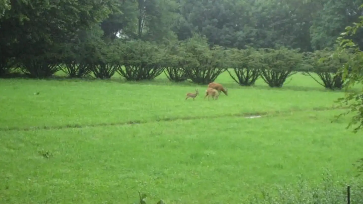 Appartamento in affitto - Starrkircherstrasse, 4600 Olten