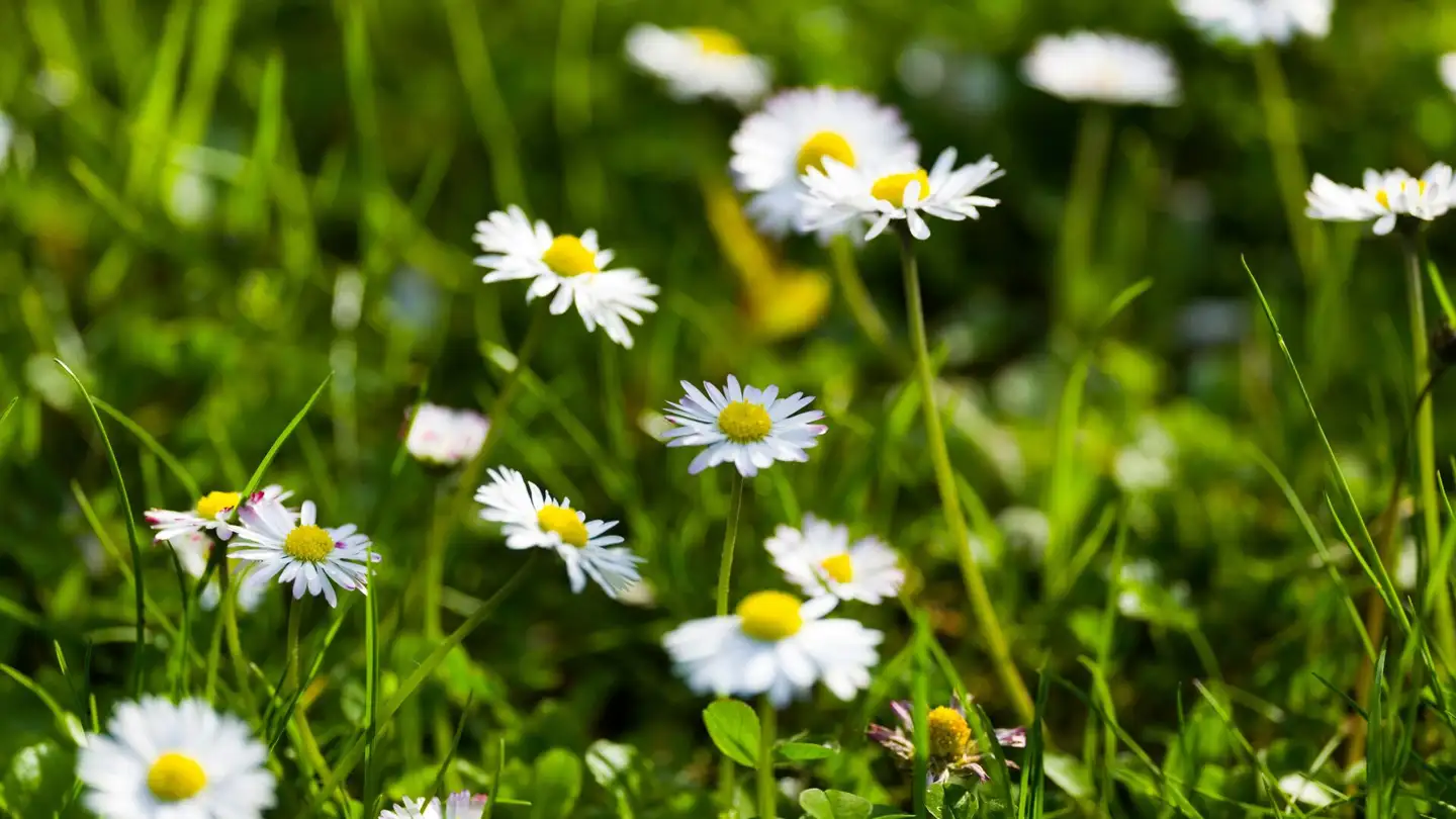 Maison jumelle à louer - 1295 Mies