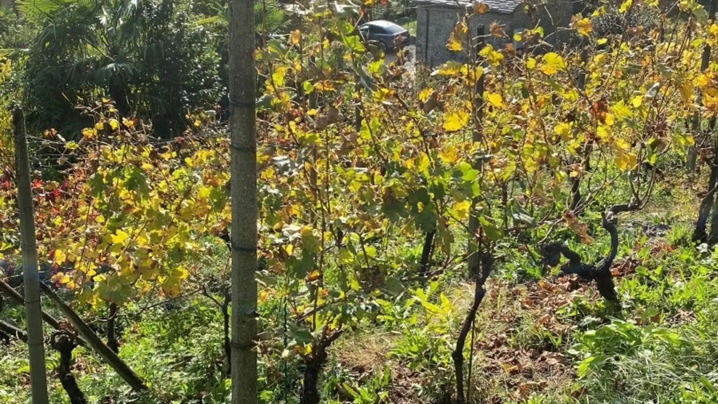 Farm for sale - 6514 Sementina - Photo 3