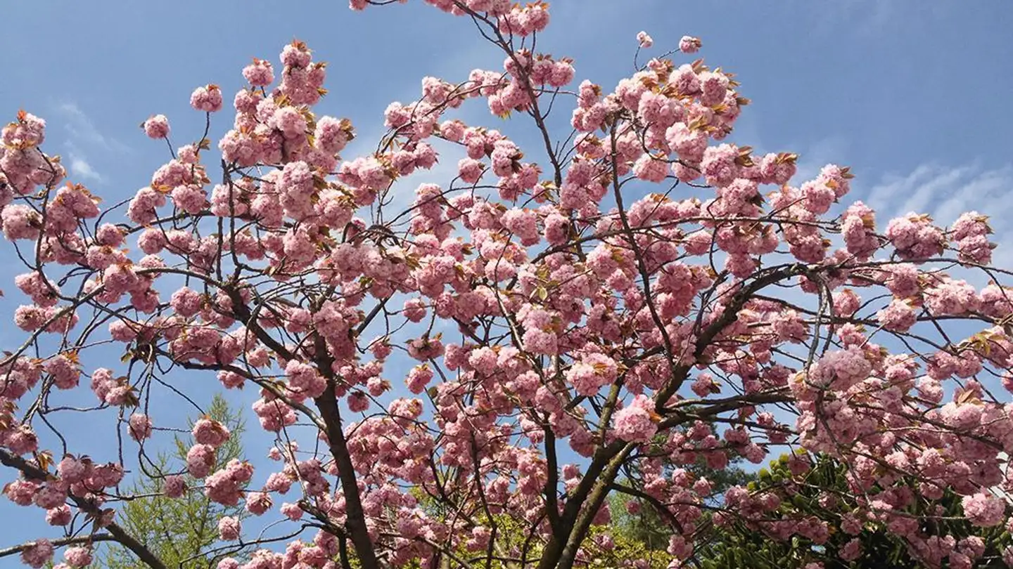 Appartamento in vendita - 1815 Clarens