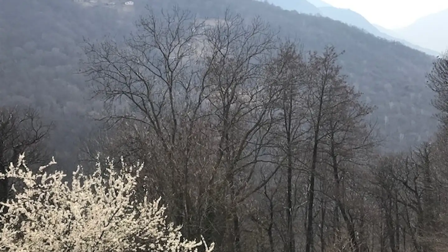 Constructible plot for sale - 6957 Roveredo TI