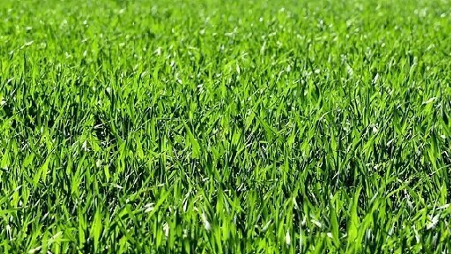 Constructible plot for sale - 6802 Rivera