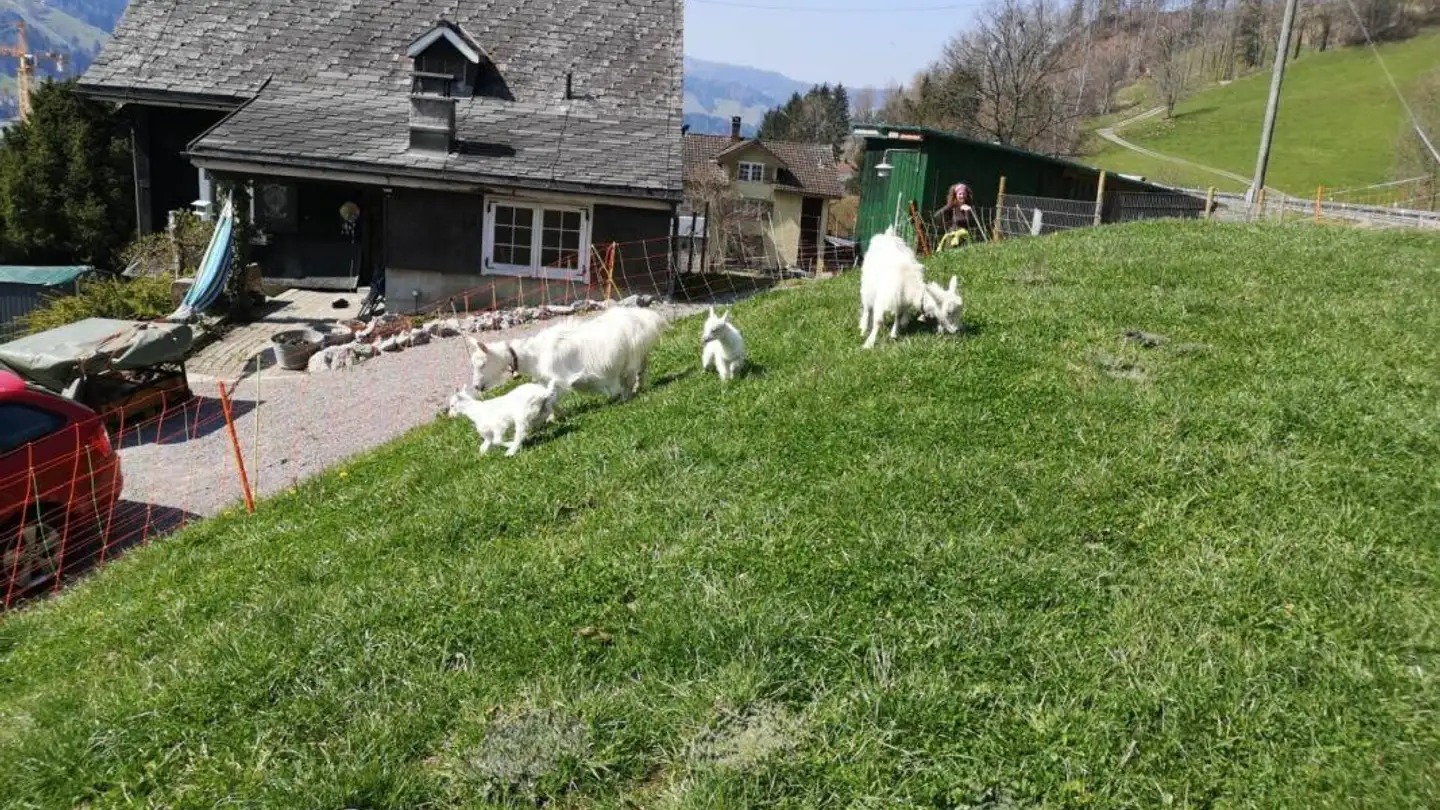 Single house for sale - Hüslibergstrasse, 9642 Ebnat-Kappel - Photo 3