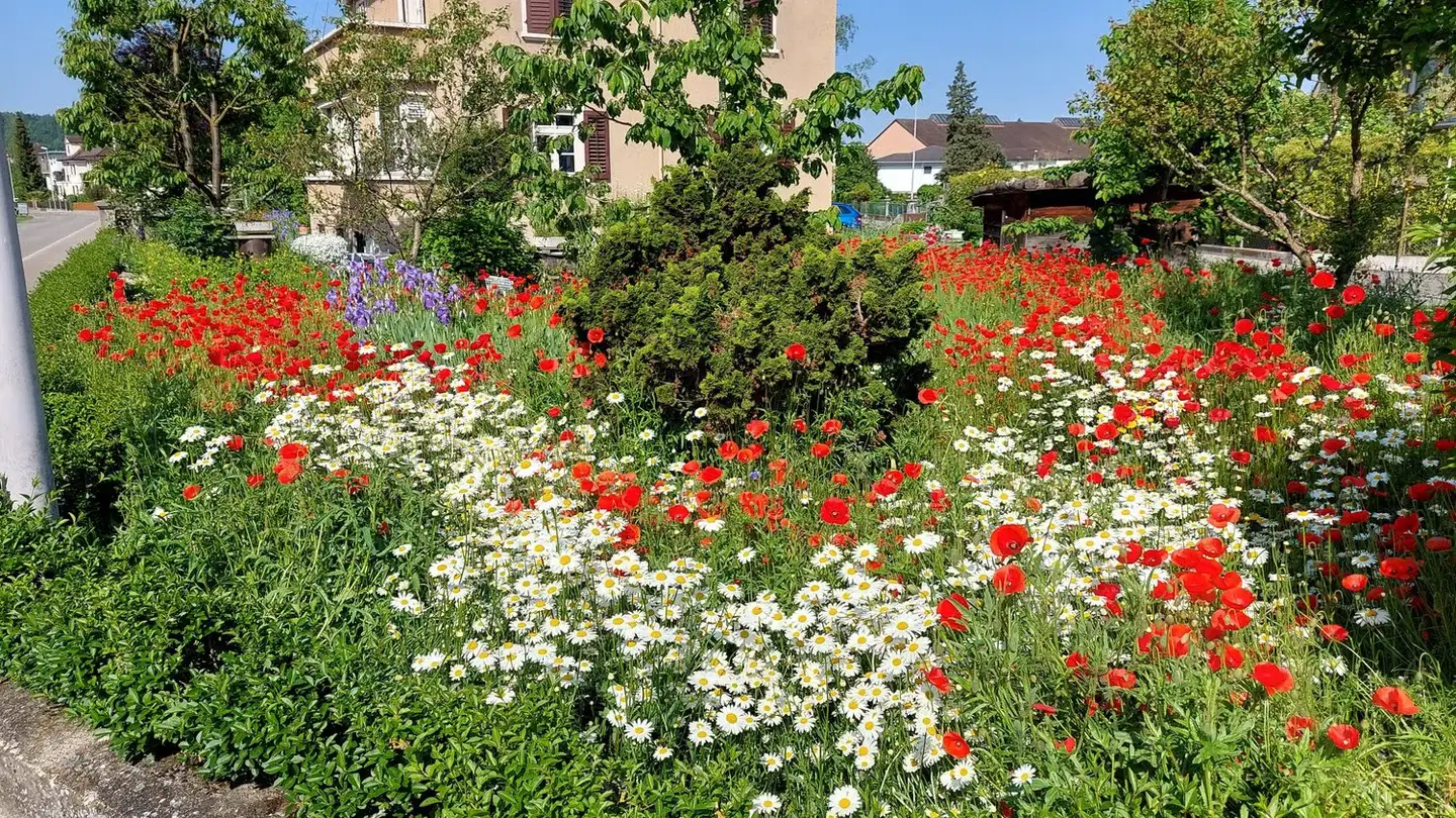 Wohnung mieten - Bärenmattstrasse 16, 5620 Bremgarten AG