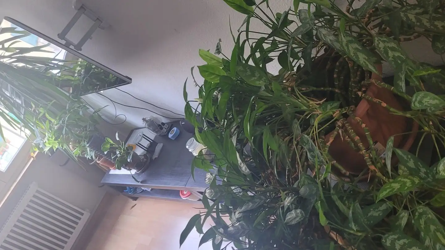 Apartment for rent - Pappelweg, 3013 Bern - Photo 2