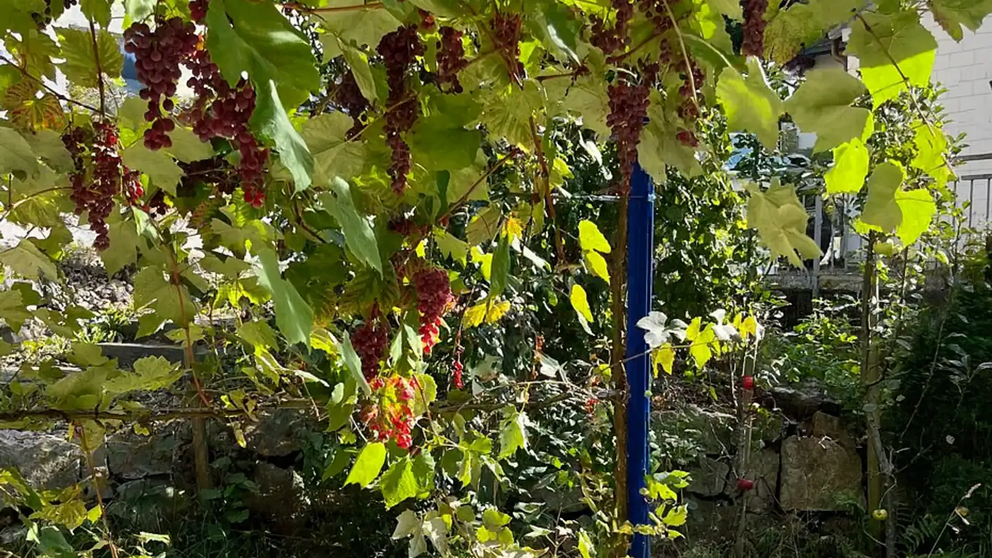 Maison jumelle à vendre - Leisacherstrasse 8, 5085 Sulz AG