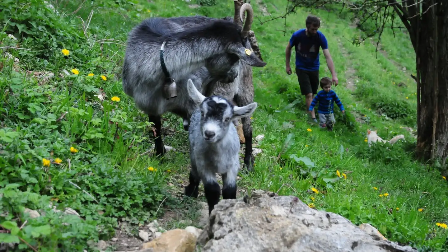 Chambre à louer - Le Vorbourg 183, 2800 Delémont - Photo 4