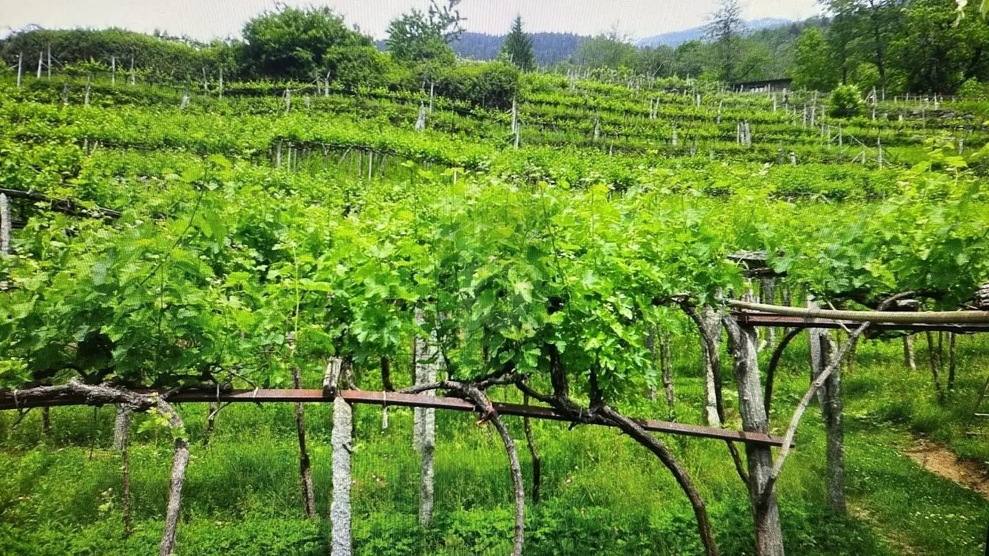 Commercial for sale - 6748 Anzonico - Photo 4