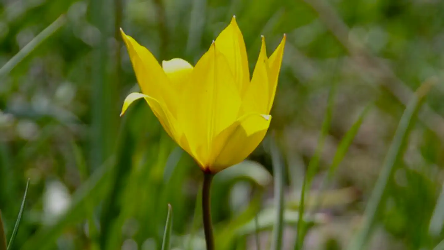 Casa singola in vendita - 1966 Luc (Ayent) - Photo 2