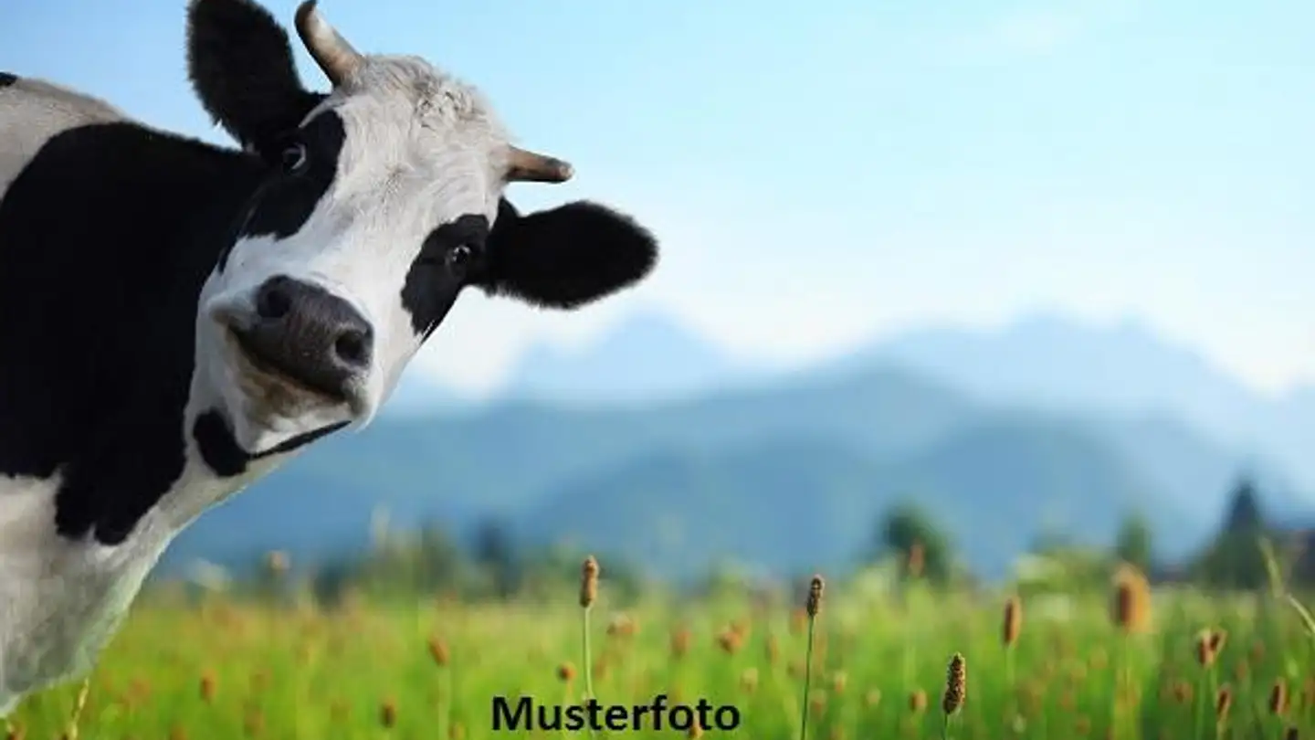 Immobile in vendita - Chemin De Chalamont, 1434 Ependes VD