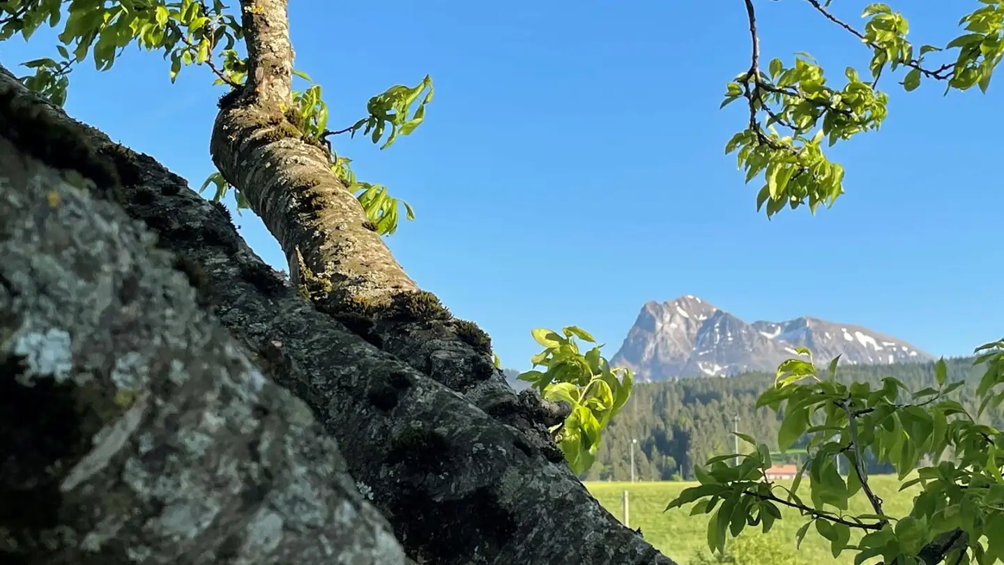 Appartamento in affitto - Route Des Colombettes 328, 1628 Vuadens - Foto 2