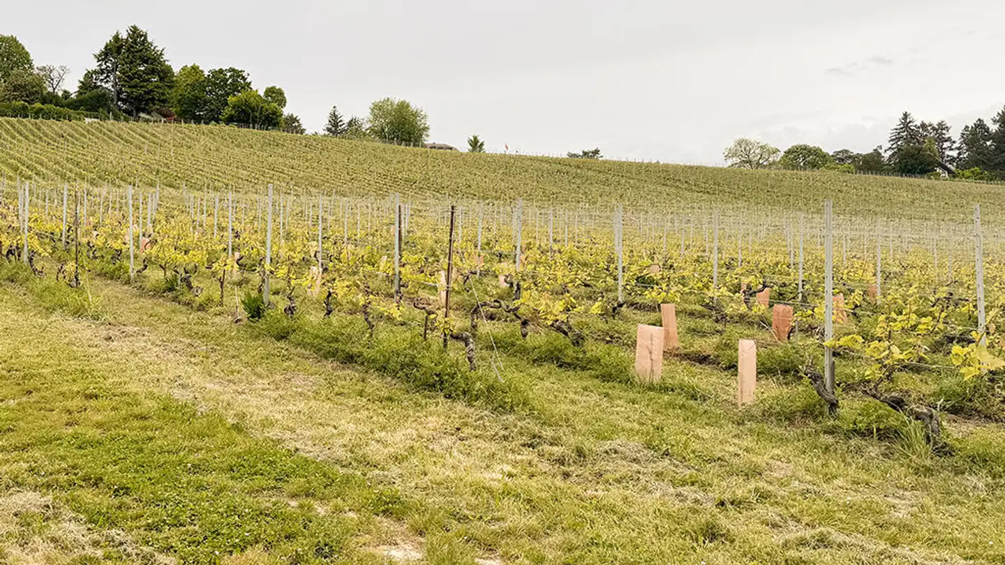 Einfamilienhaus kaufen - 1260 Nyon