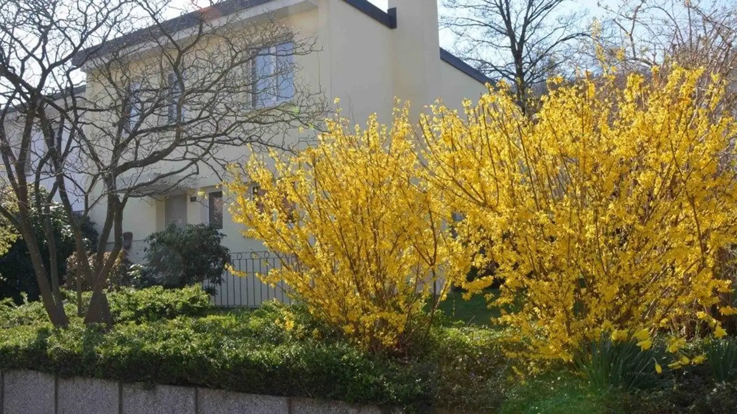 Casa a schiera in affitto - Langfurrenstrasse 14, 8105 Regensdorf