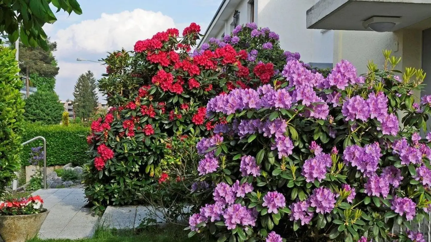 Row house for rent - Langfurrenstrasse 14, 8105 Regensdorf - Photo 4