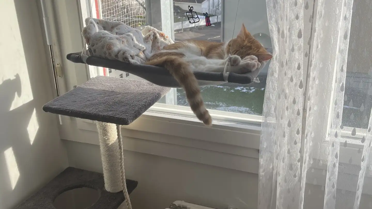 Apartment for rent - 3073 Gümligen - Photo 2