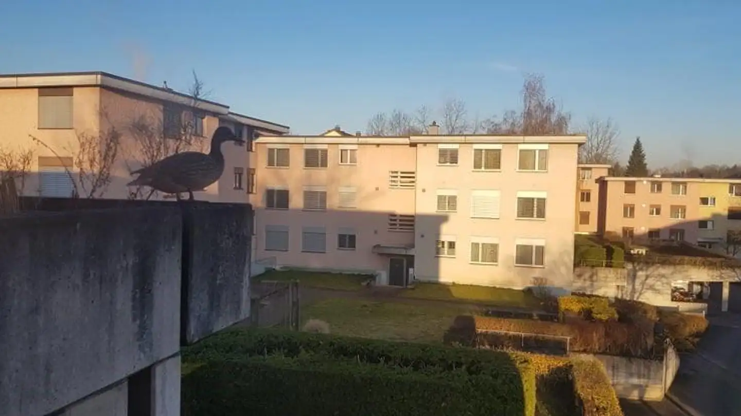Wohnung mieten - Riedweg 18, 8600 Dübendorf