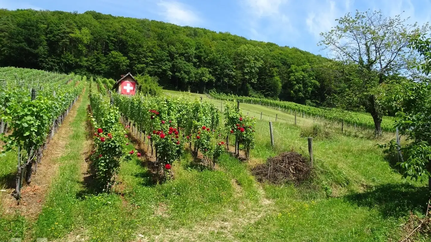 Single house for sale - 5237 Mönthal - Photo 3