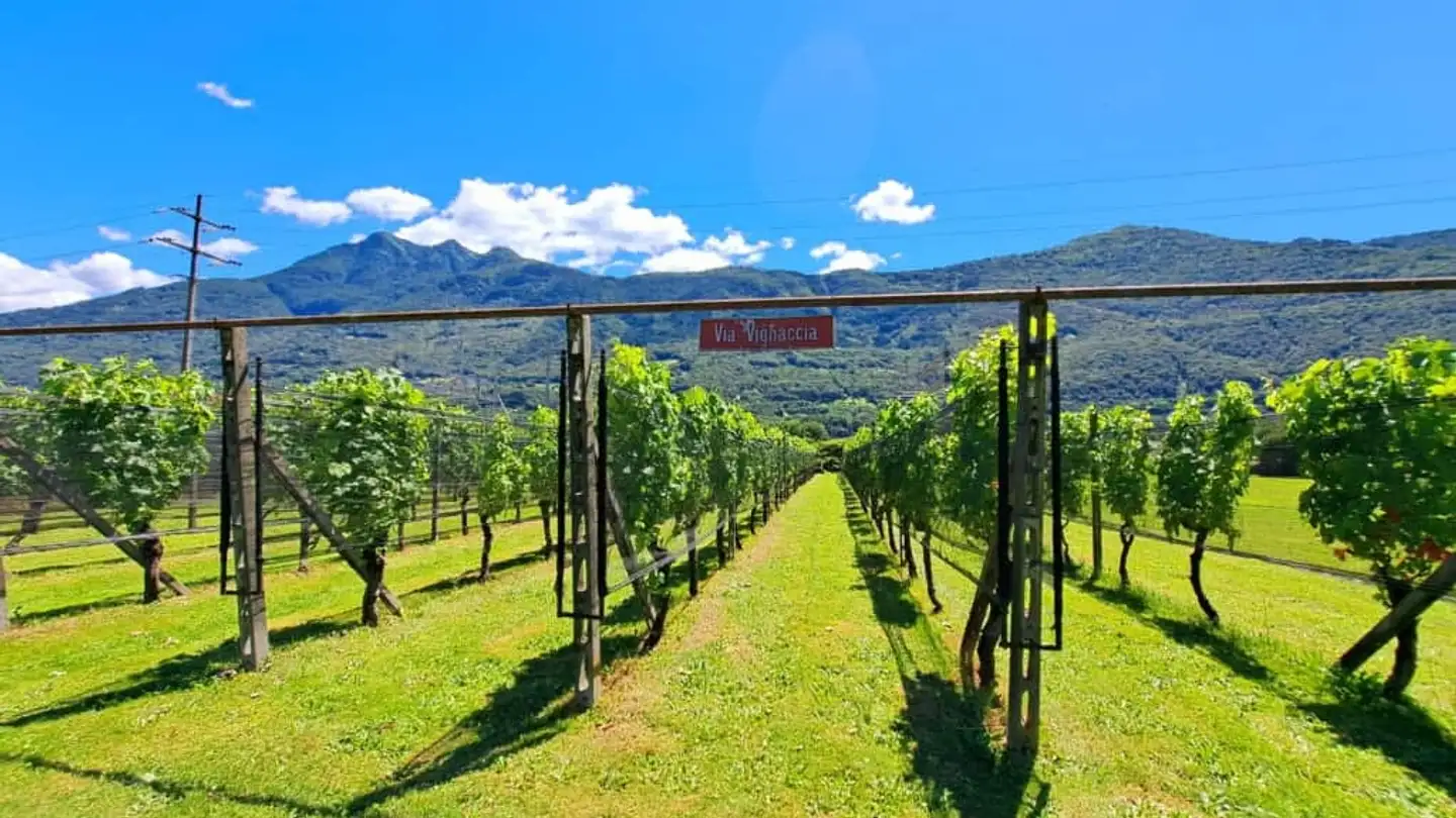 Maison individuelle à vendre - Strada Bosco d'Albor 9, 6512 Giubiasco - Photo 4