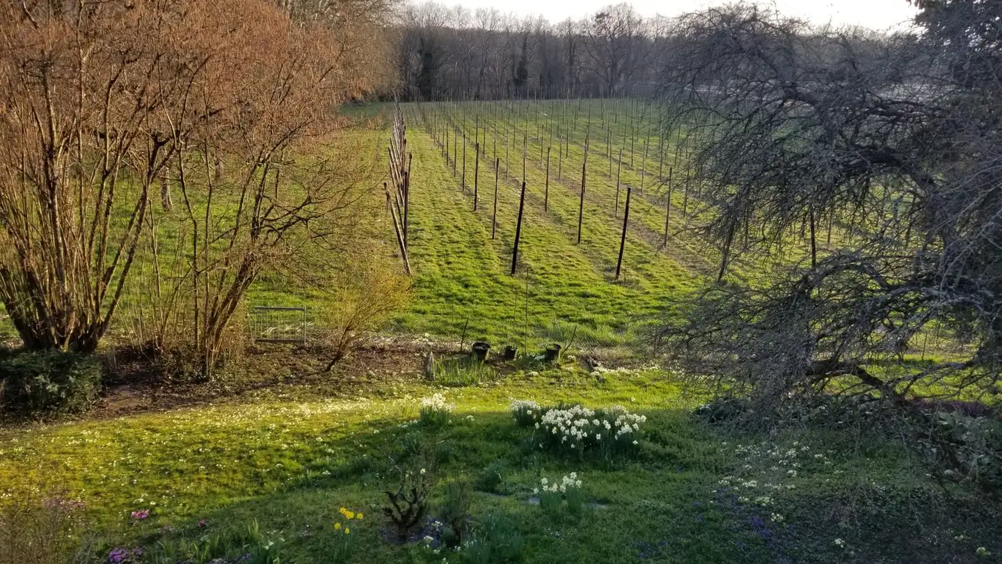 Appartamento in affitto - Quai de Versoix, 1290 Versoix