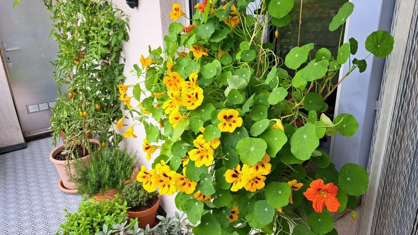 Single room for rent - 8603 Schwerzenbach - Photo 3