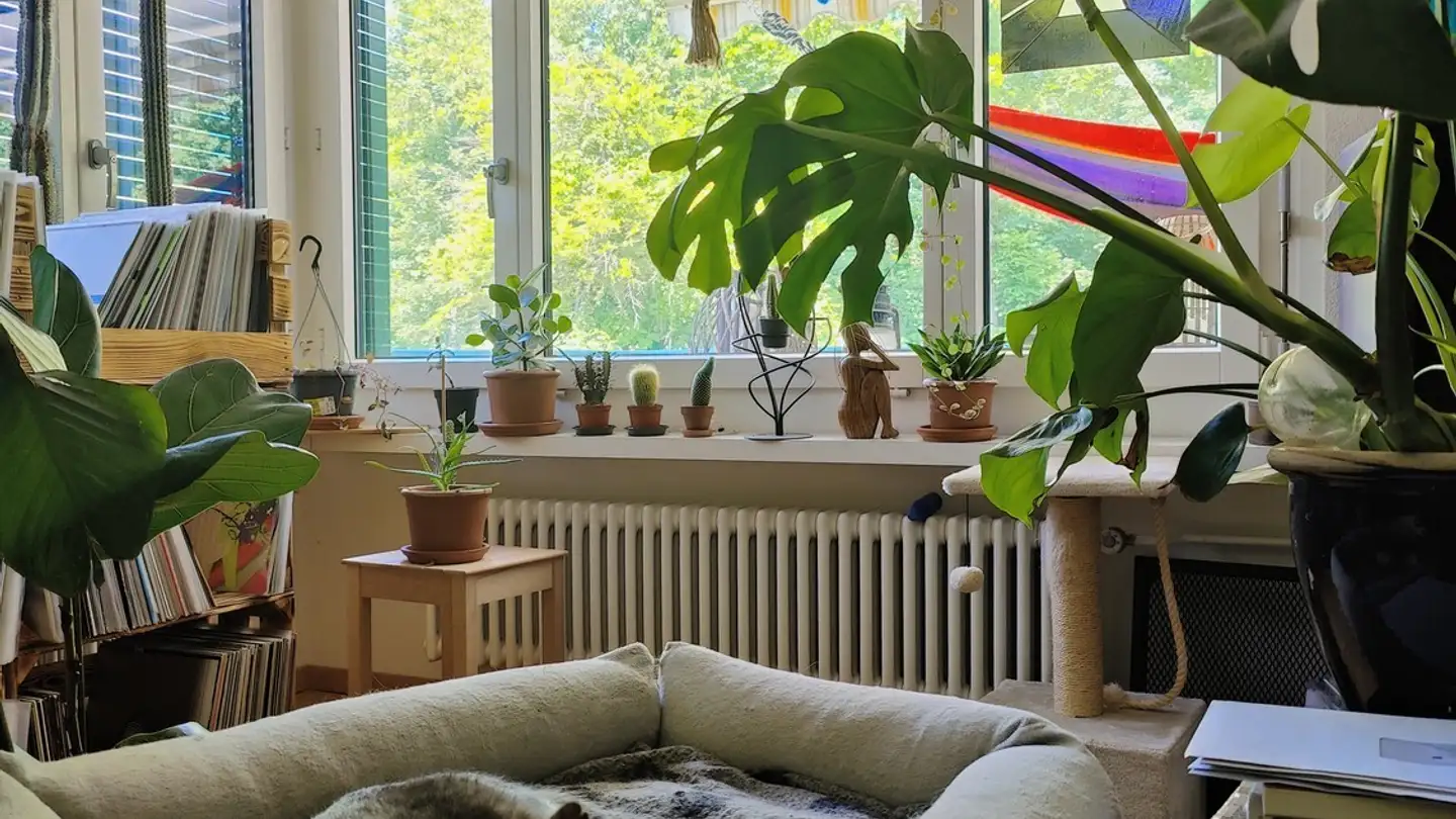 Single room for rent - 8903 Birmensdorf ZH