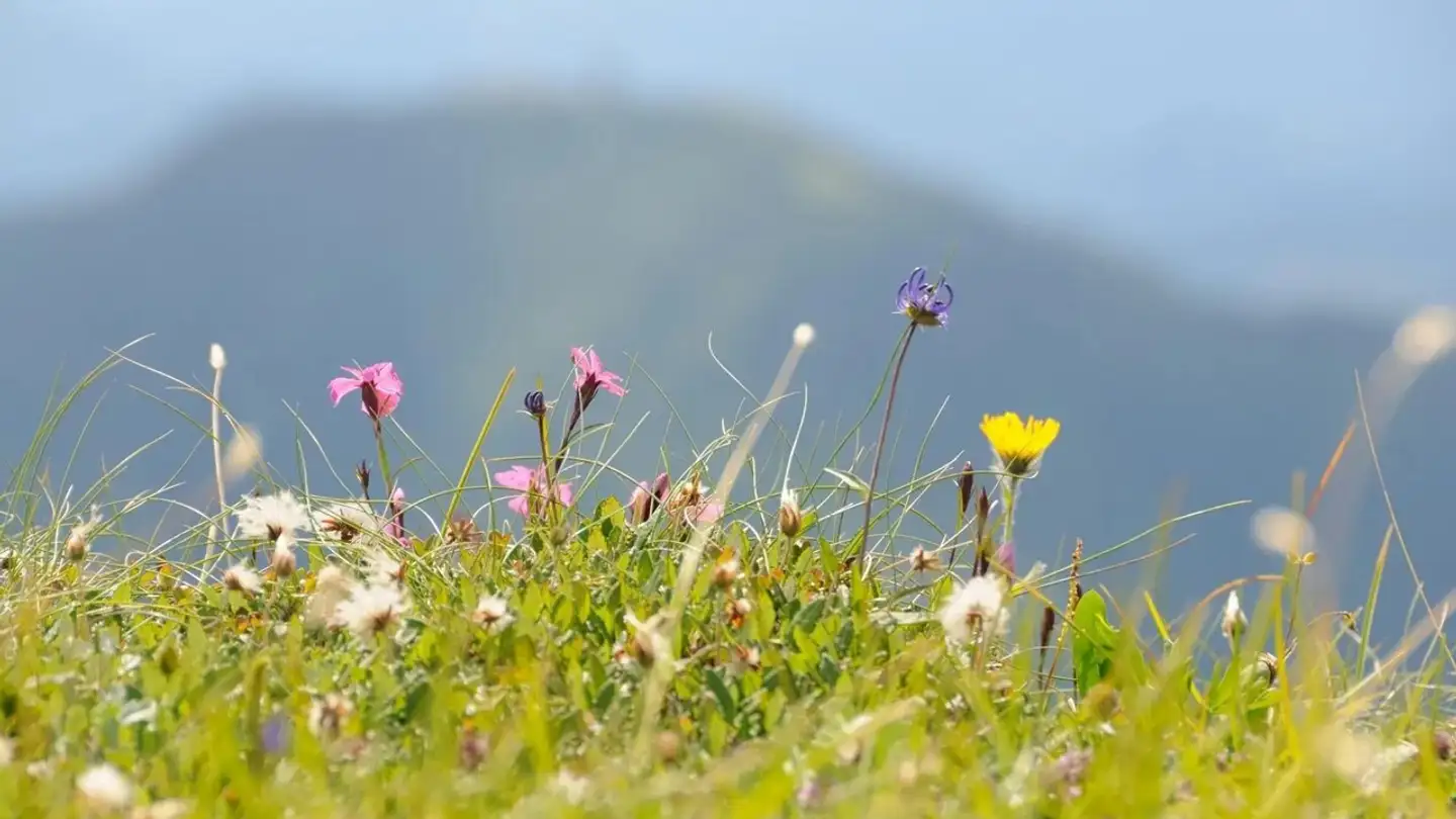 Terrain constructible à vendre - 1911 Ovronnaz