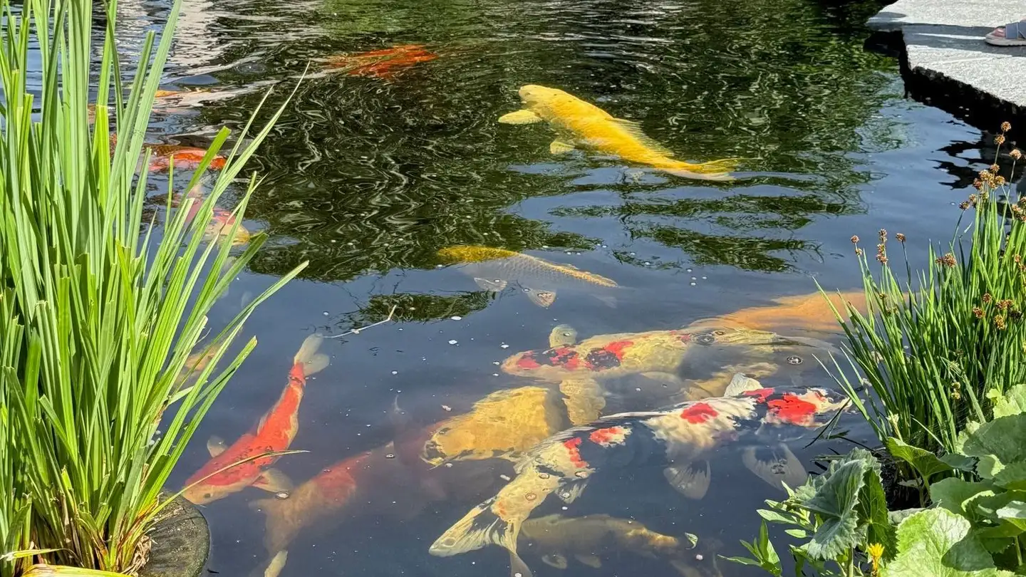 Maison individuelle à vendre - Untergütschstrasse 24, 6038 Honau - Photo 4