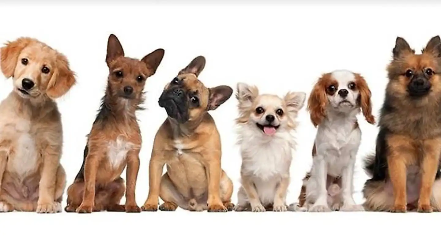 Apartment for rent - Dickiweg 192, 3415 Hasle b. Burgdorf