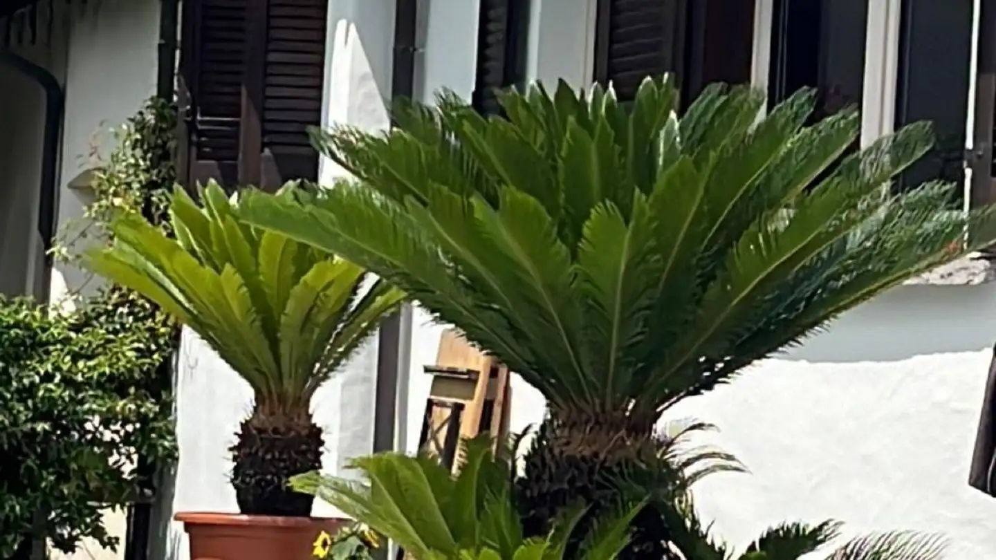 Maison individuelle à vendre - Via Vorame, 6612 Ascona - Photo 2