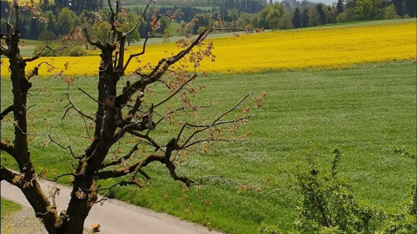 Single room for rent - 6204 Sempach
