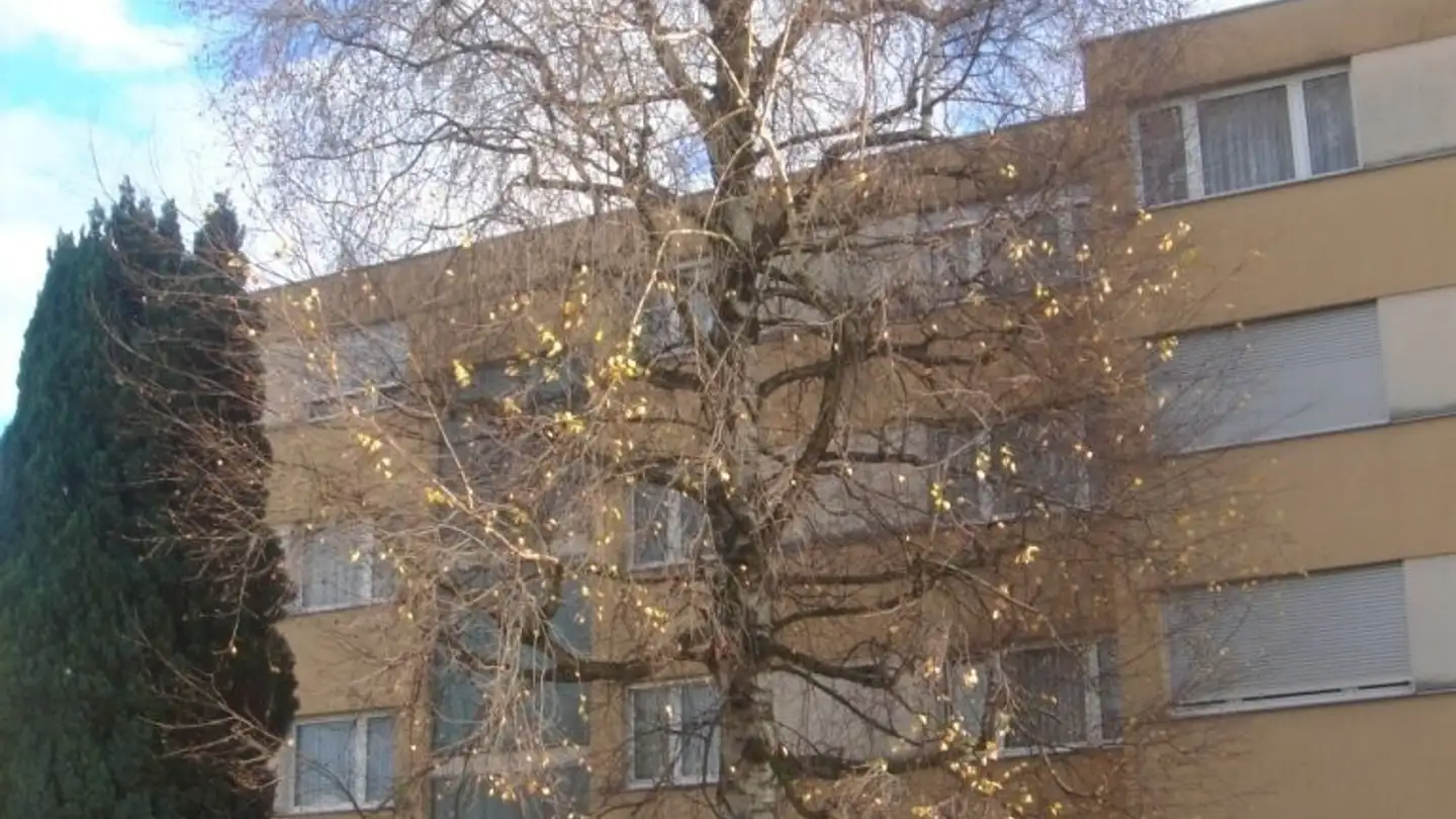 Appartamento in affitto - Eichholzstrasse 4, 6312 Steinhausen