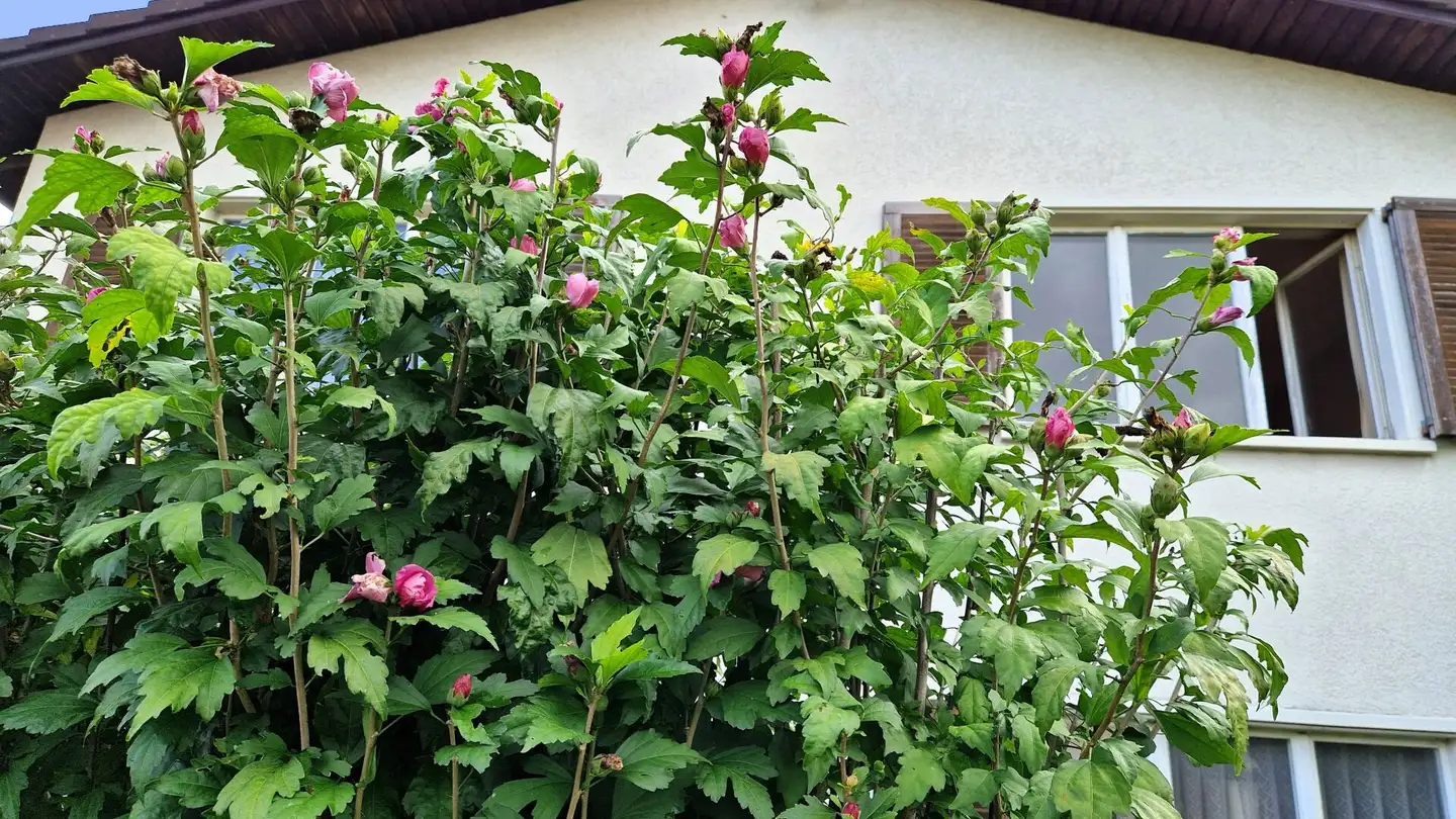 Maison individuelle à vendre - Parkweg, 5314 Kleindöttingen