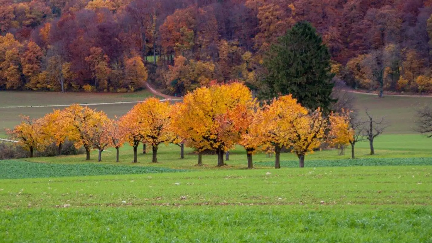 Constructible plot for sale - 4145 Gempen - Photo 2