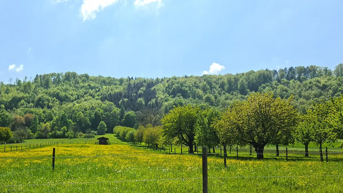 Villa kaufen - 4108 Witterswil