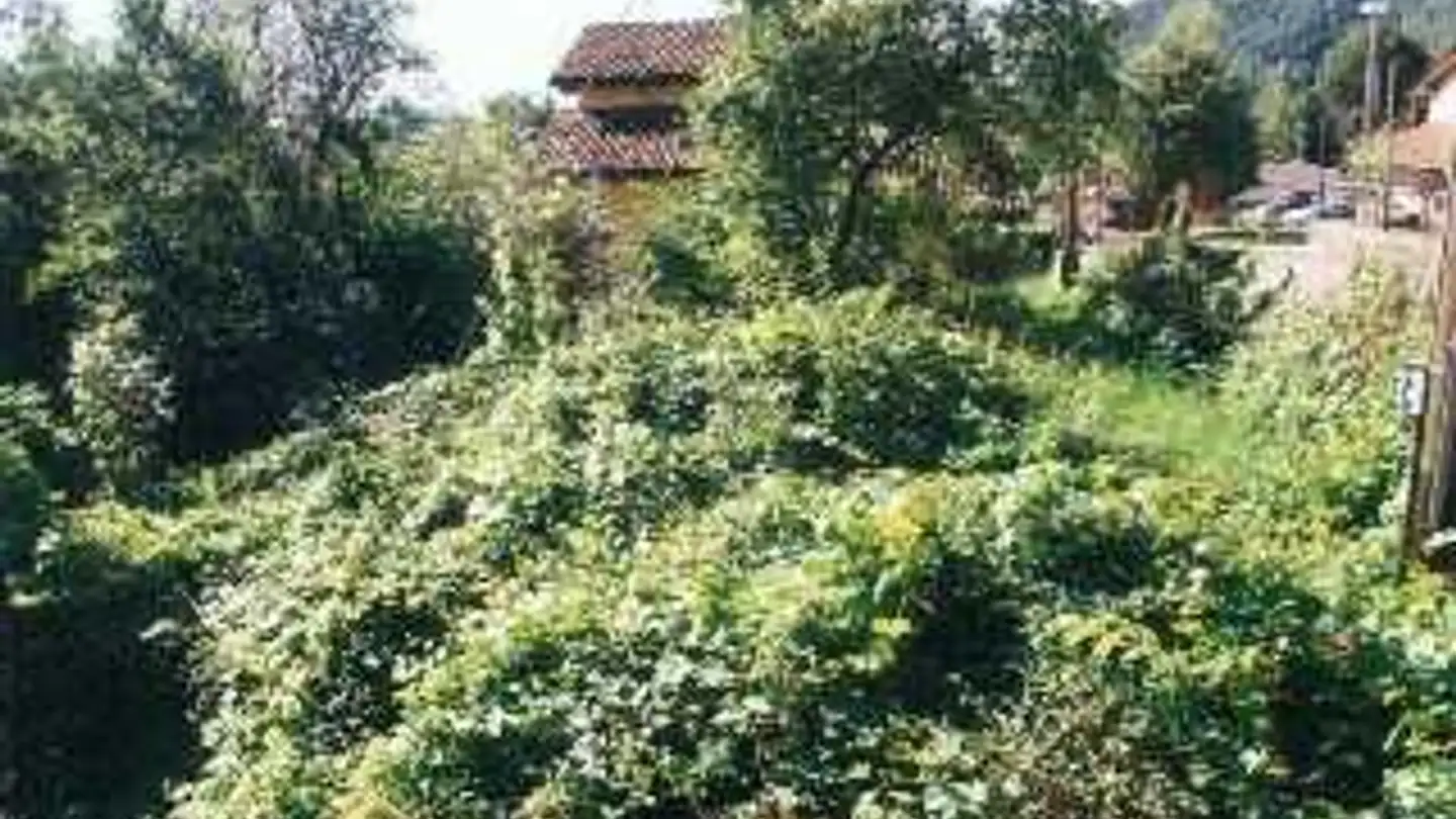 Fattoria in vendita - 6986 Miglieglia - Foto 3