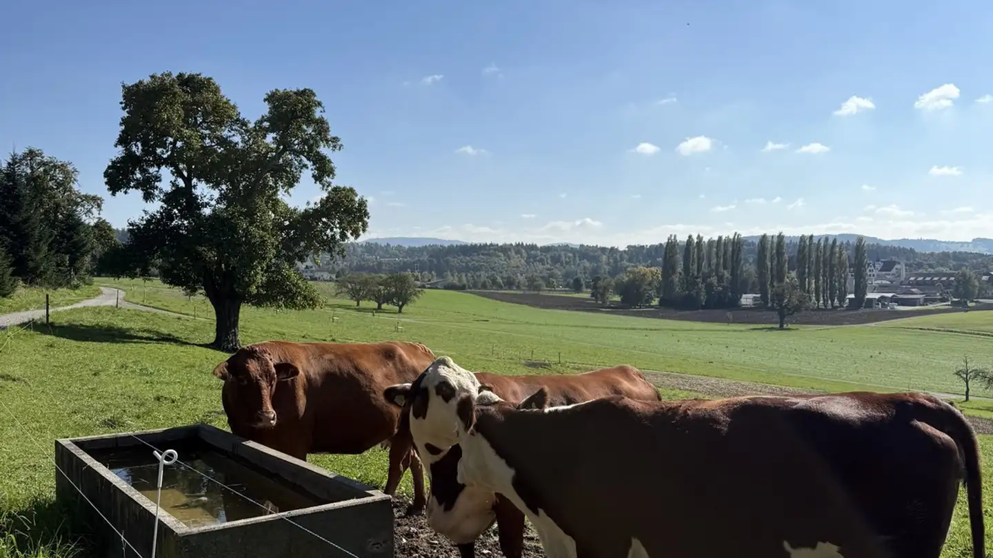 Appartamento in affitto - 8142 Uitikon Waldegg - Photo 2