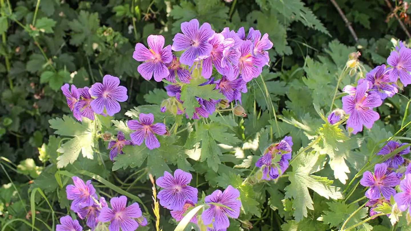 Einfamilienhaus kaufen - 1562 Corcelles-près-Payerne - Foto 2