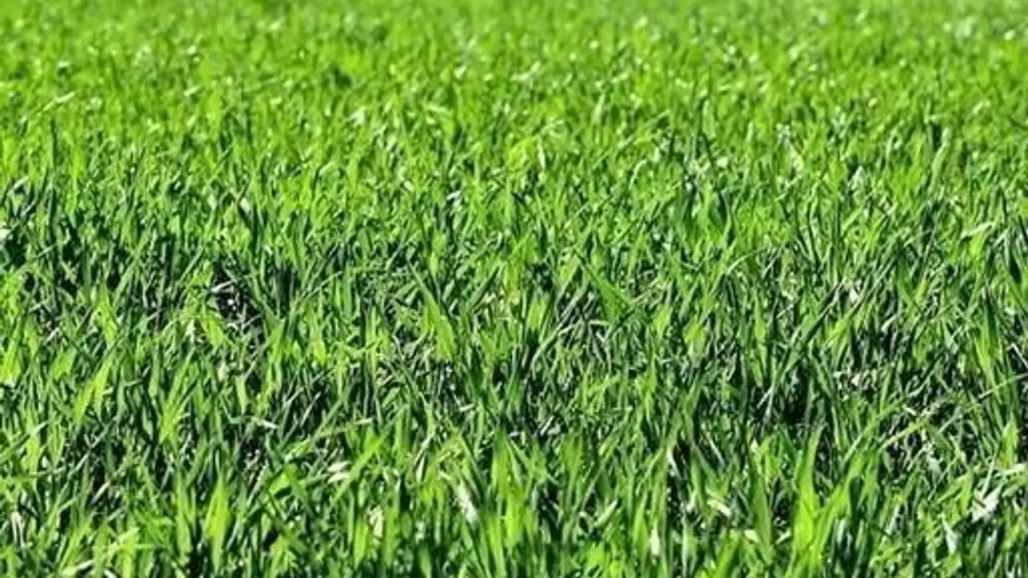 Constructible plot for sale - 6710 Biasca