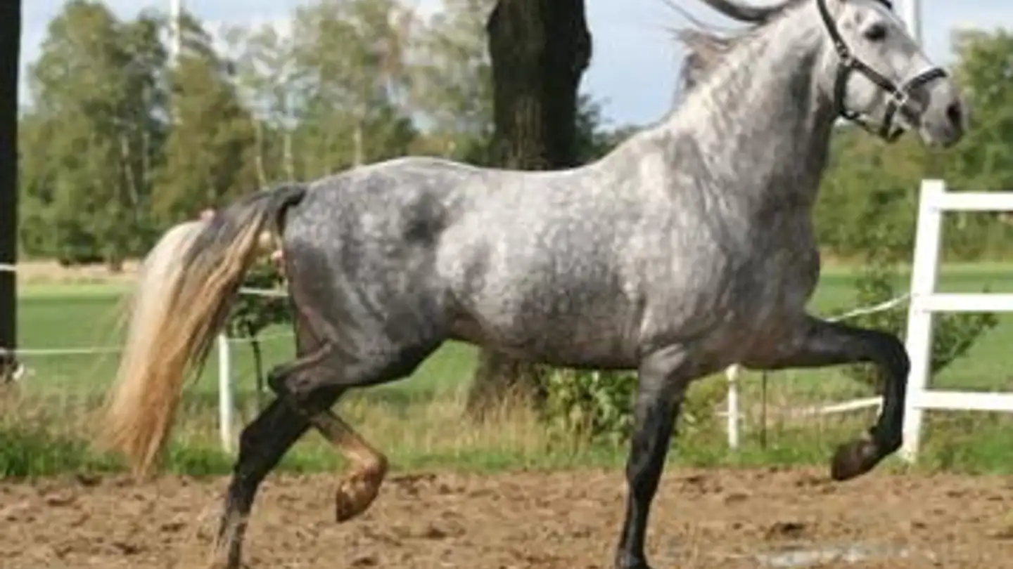 Casa singola in vendita - 8280 Kreuzlingen