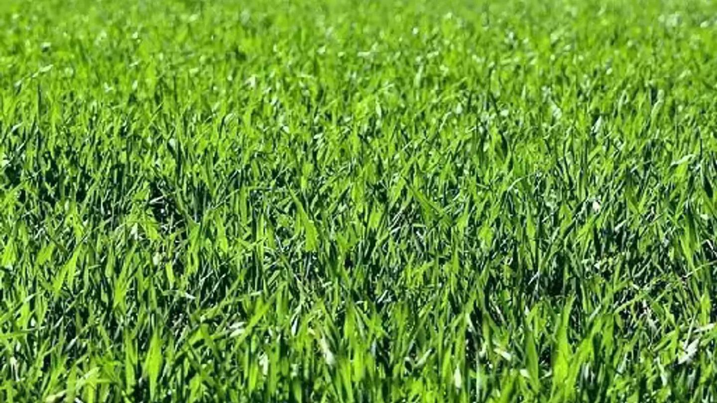 Constructible plot for sale - 6850 Mendrisio