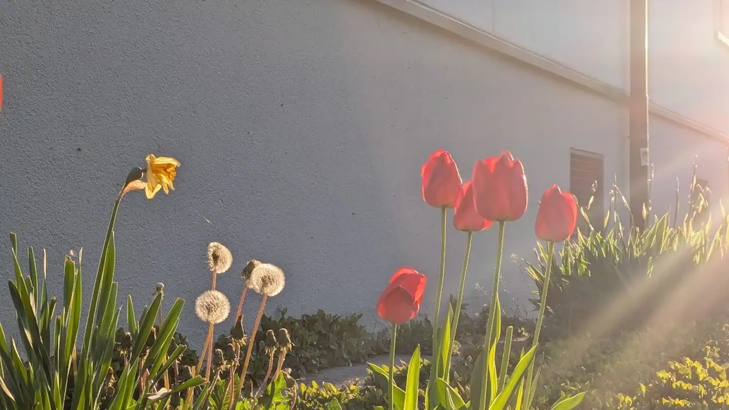 Zimmer mieten - 4054 Basel - Foto 3